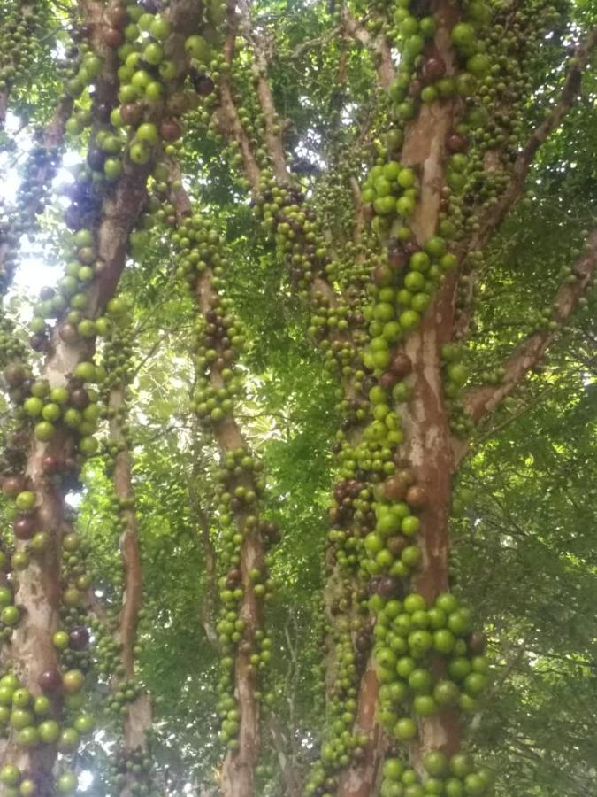 Sitio Cachoeirinha - Araguaia Marechal Floriano Eksteriør bilde